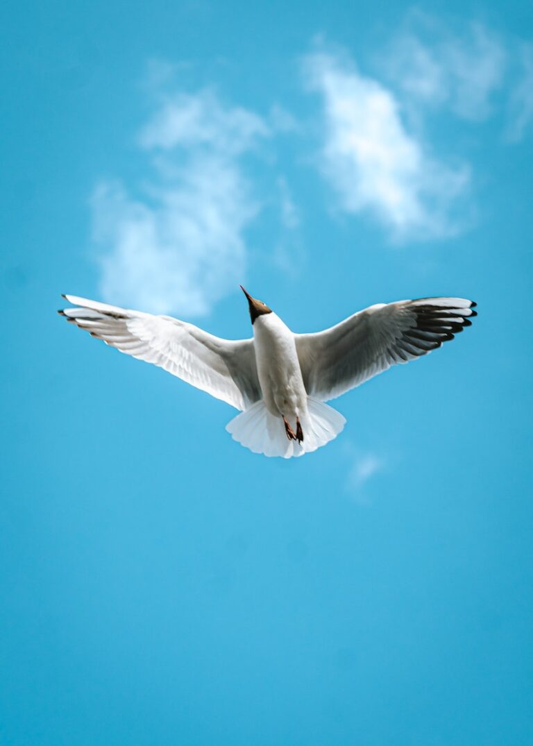 a white bird flying through a blue sky